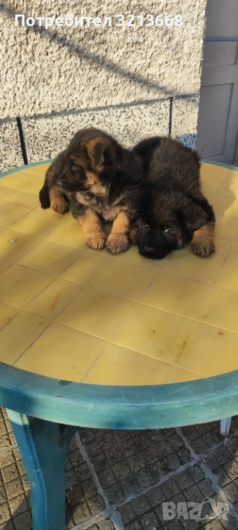 Момче и момиче, снимка 1