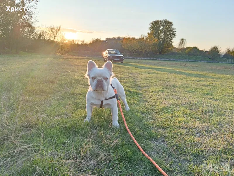 Мъжко флуфи (флъфи) за разплод, снимка 1