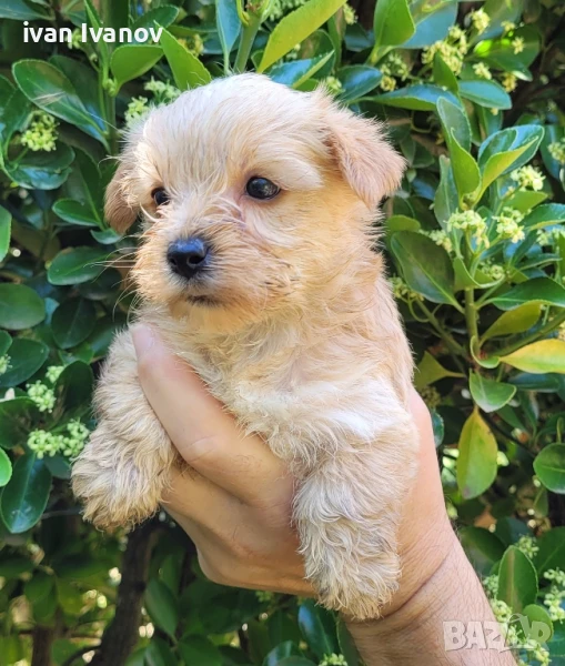 Голдъст йоркширски териер- мини!!!, снимка 1