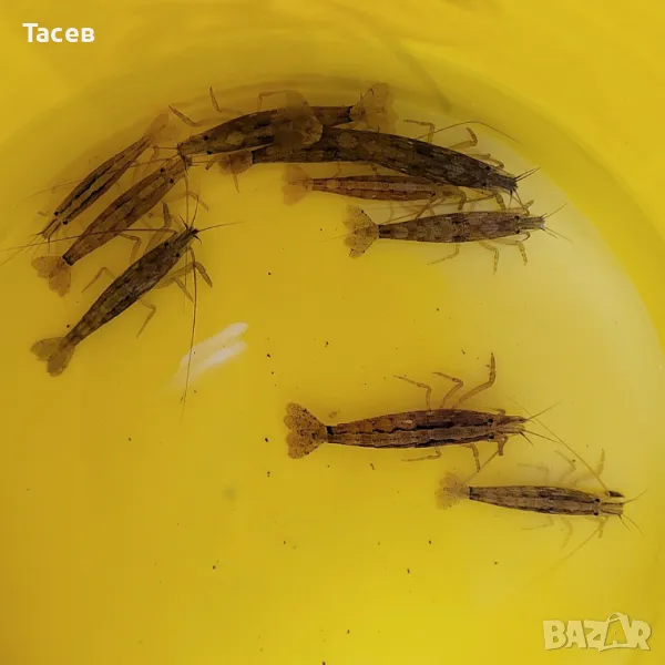 Азиатска филтърна скарида 4-5см, снимка 1