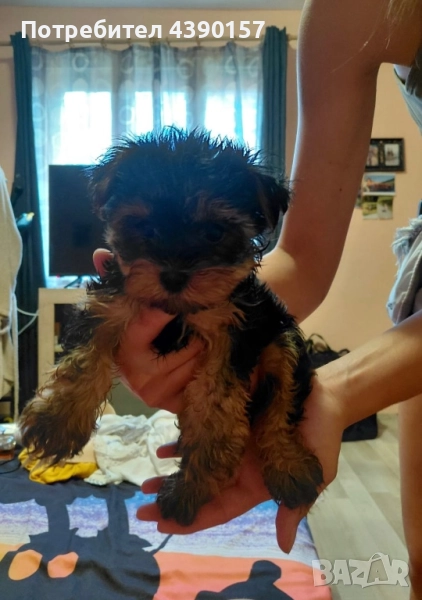 Мъжки Йоркширски териер, снимка 1