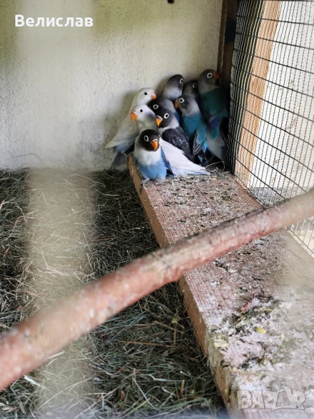 Маскови папагали, неразделки., снимка 1