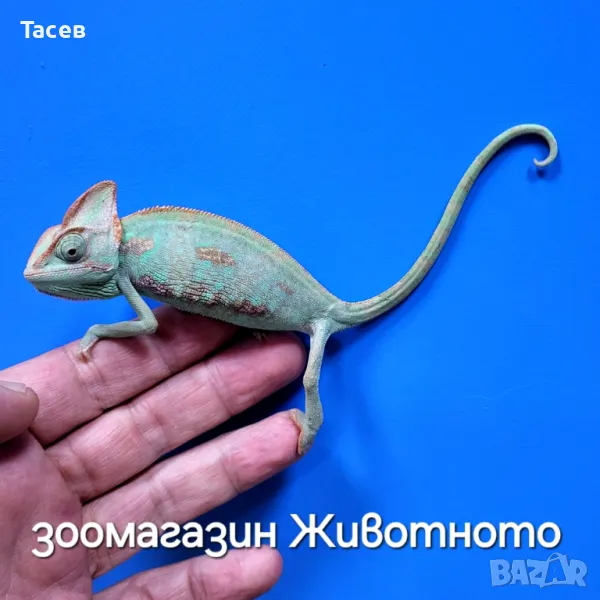 Йеменски  хамелеон, снимка 1