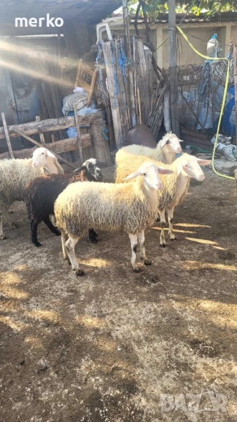 Продават се овце и шилета., снимка 1