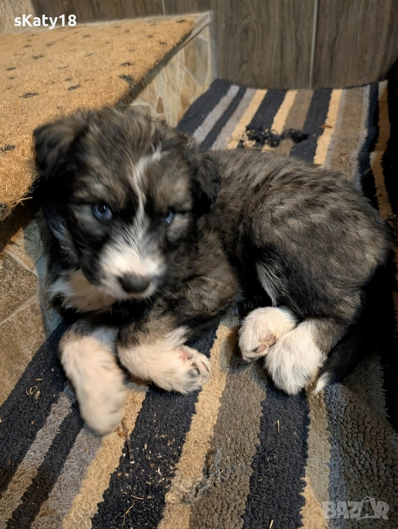 Подарявам кученца в Старо село , снимка 1