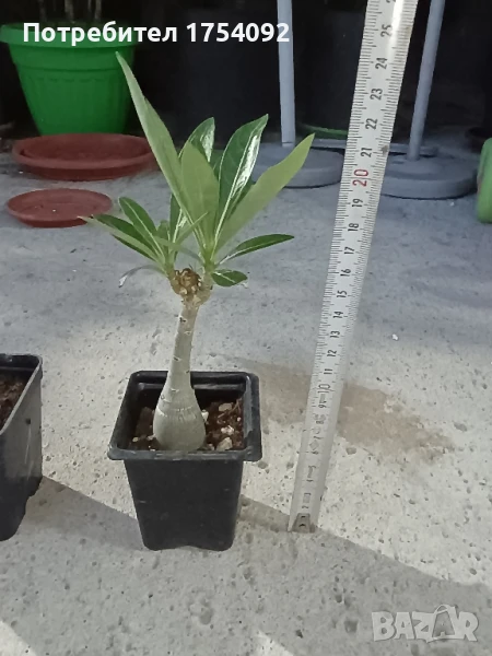 Адениум/ пустинна роза , снимка 1