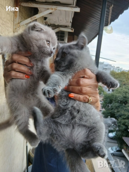 шотландски котки, снимка 1