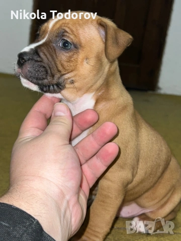 Питбулчета , снимка 3 - Питбул - 53228709