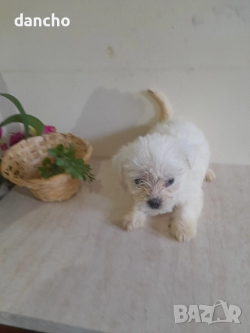 Продавам болонка , снимка 5 - Болонка - 47874174