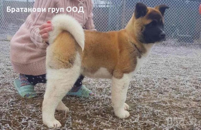 Американска Акита, снимка 3 - Акита - 12445600