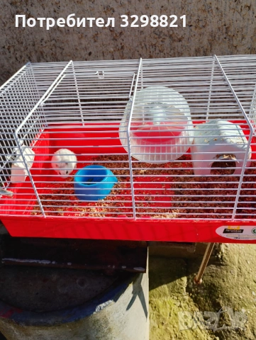 Хамстер, снимка 2 - Хамстери - 53449059