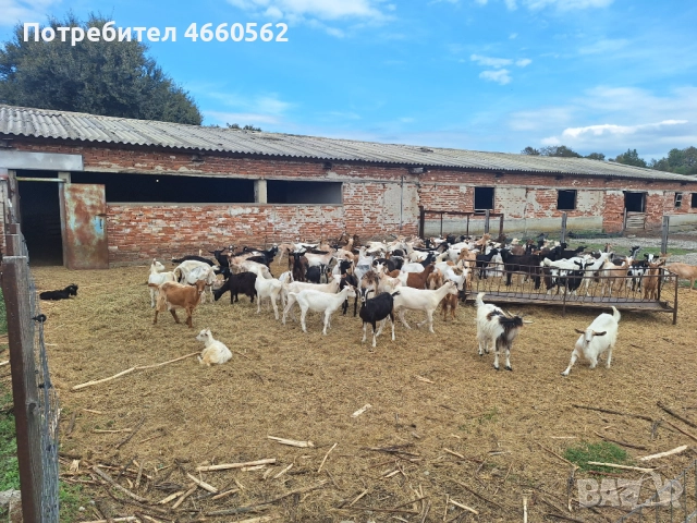 Продава се животновъден обект , снимка 4 - Други - 52541669