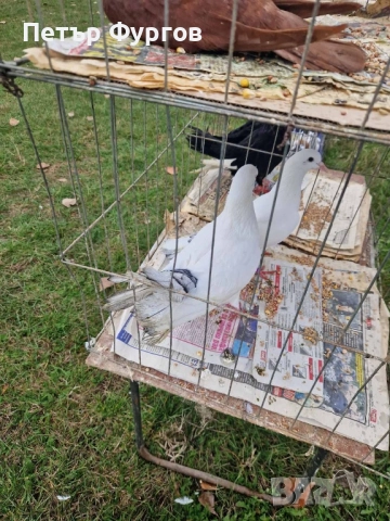 Продавам 2чифта   бемкалии и2 женски, снимка 2 - Гълъби - 52342581