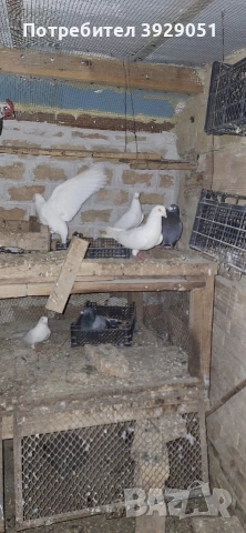 Продавам пощенски гълъби