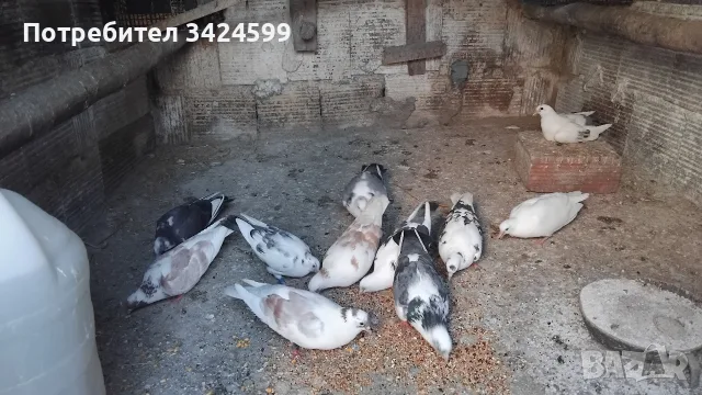 Продавам Гълъби Арабски Смеячи, снимка 4 - Гълъби - 55809880