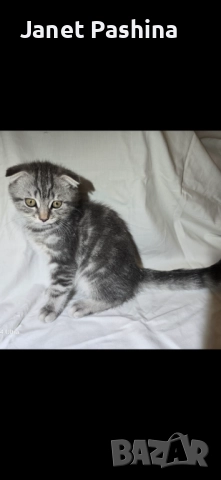Клепоухи шотландски котета , снимка 8 - Британска късокосместа - 50742620