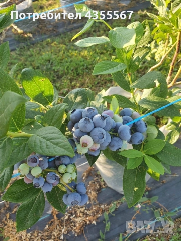 Боровинки, снимка 2 - Разсади - 52815818