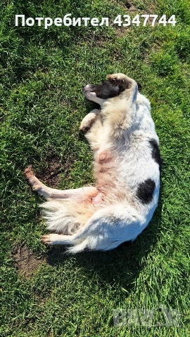 Подаряват се малки кученца 7 броя. , снимка 6 - Други - 52813823