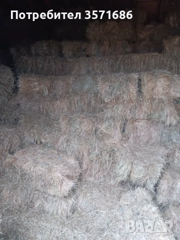 Бали Сено, снимка 2 - Други животни - 52580783