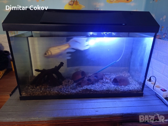 Аквариум, снимка 2 - Аквариуми - 53766951