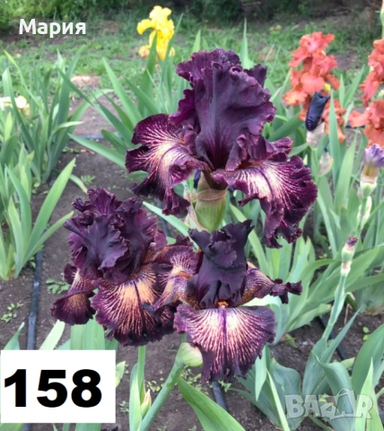 Сортови вискоки ириси /брадати ириси, снимка 4 - Сортови семена и луковици - 46410478