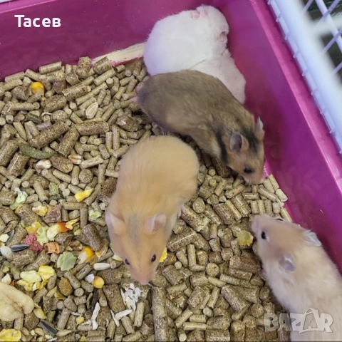 Хамстерчета сирийски