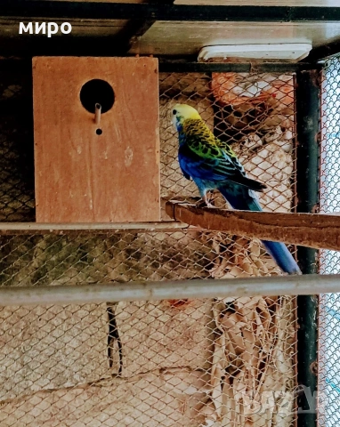 Жълтоглава розела !, снимка 5 - Папагали - 53406872