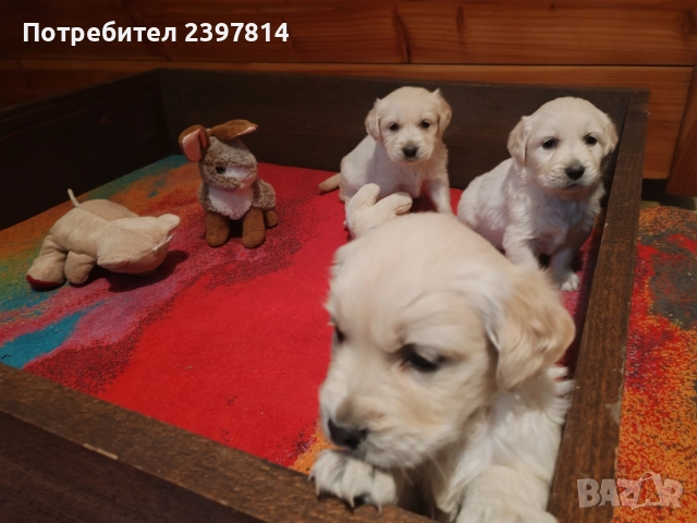 Голдън ретривър , снимка 9 - Голдън ретривър - 52842514