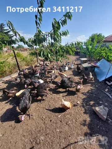 продавам пуйки,патици,кокошки, снимка 7 - Кокошки и пуйки - 55876687