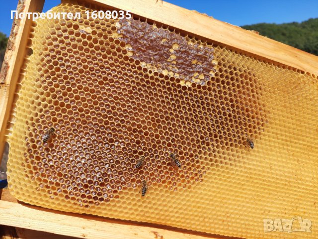 Манов мед с горски билки, снимка 9 - Пчелни продукти - 42092455