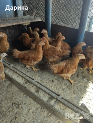 Пилета Ню Хемпшир и Кохин., снимка 6 - Кокошки и пуйки - 53394021