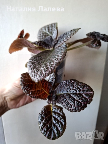 Еписция, episcia Country brilliance, снимка 2 - Стайни растения - 52328537
