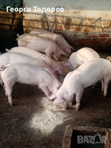 Малки прасенца 