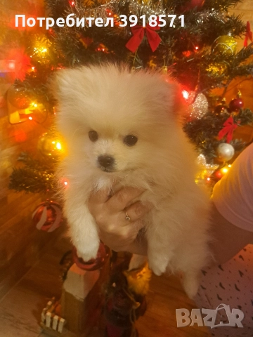 продавам померан мини щпиц момче