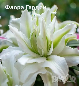 ЛИЛИУМ - Луковици, снимка 11 - Сортови семена и луковици - 40209682