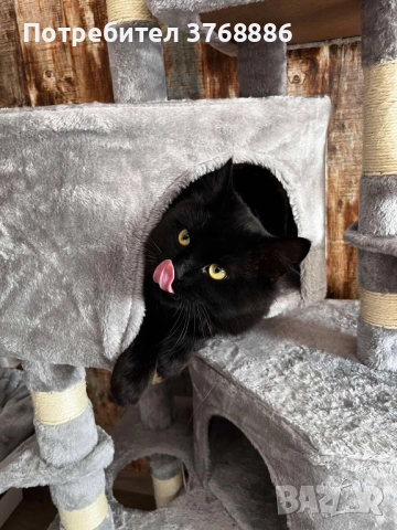 Катерушка за котка 150 см висока, снимка 6 - За котки - 51642200