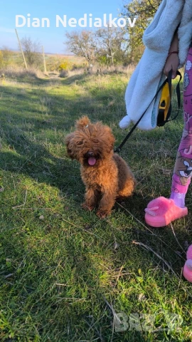 Той пуделчета родословие , снимка 4 - Пудели - 51363654