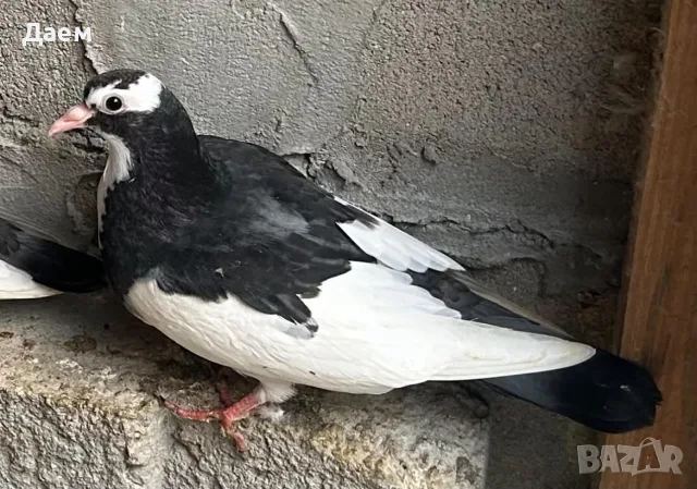 Поморийски Ролер и Мардини, снимка 4 - Гълъби - 56300271