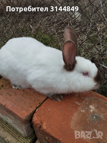 Зайци , снимка 8 - Други - 43368160