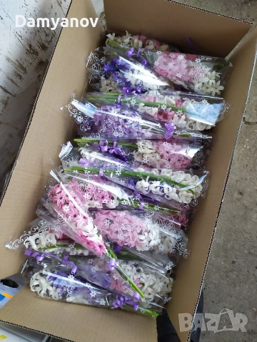 Зюмбюл за 8 март, снимка 6 - Градински цветя и растения - 53669802