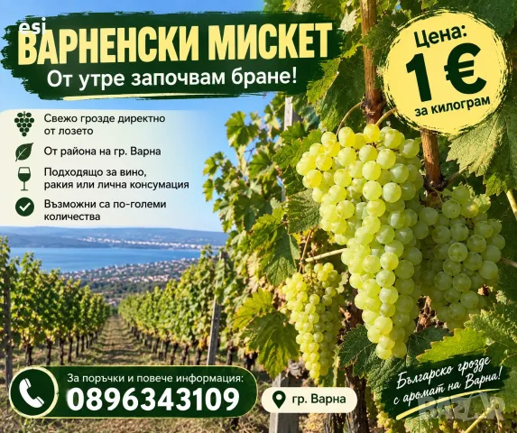ГРОЗДЕ - Варненски Мискет