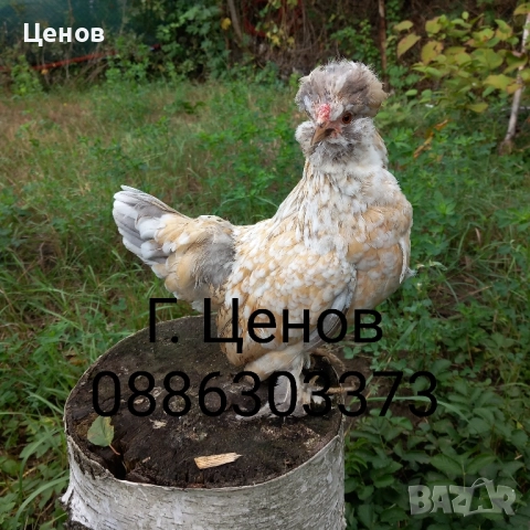 Чифтове струмски бантам, снимка 6 - други­ - 49315454