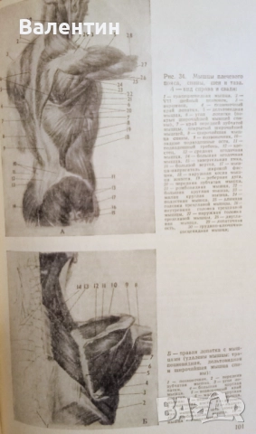 Пластична анатомия на човека и на четириногите животни и птици на руски език, снимка 8 - Специализирана литература - 52045113