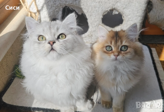 Британски Дългокосмести Котенца, снимка 1