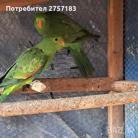 продавам червено крили папагали, снимка 2 - Папагали - 53403684