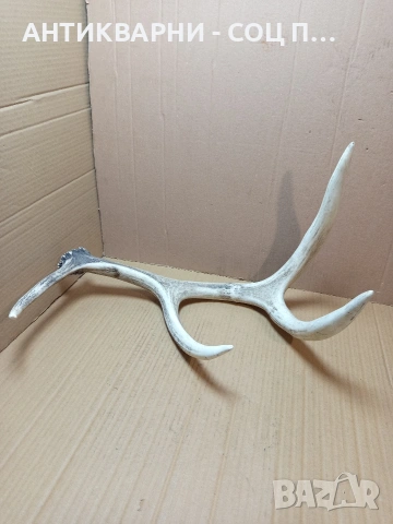 Стар Голям Единичен Еленски Рог Рога Тегло 1.450кг. НОМЕР 721., снимка 2 - Антикварни и старинни предмети - 53528348