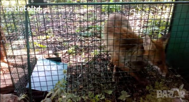 Капан за лисица или пор - тип клетка, със сектор за жива примамка XXL Размер 100 см Х 47 см Х 40 см , снимка 2 - За птици - 27887227