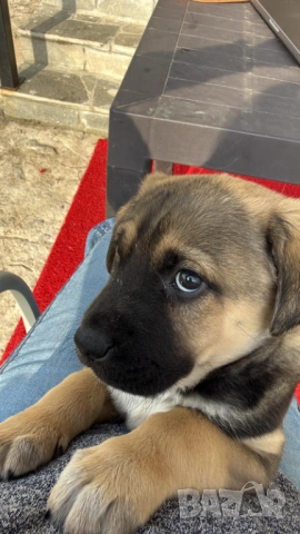 Кученце с Доставка - Алабай Х Малиноа Кръстоска, снимка 3 - Други - 52220666