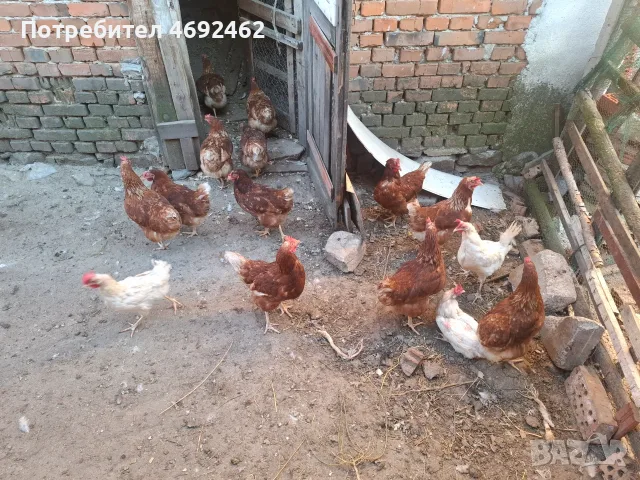 Кокошки, ярки, петли, снимка 4 - Кокошки и пуйки - 56010497