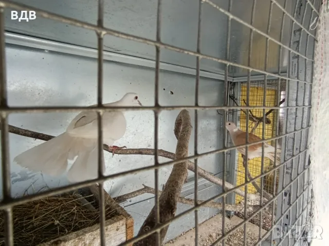 Подарявам шарени и сиви гугутки , снимка 2 - други­ - 49695132